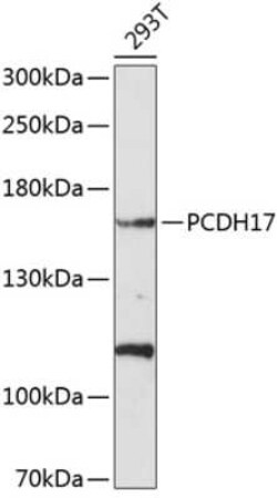 Protocadherin-17 Antibody - BSA Free, Novus Biologicals:Antibodies:Primary