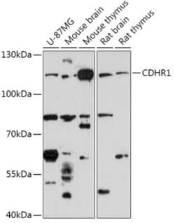 Protocadherin 21 Antibody - Azide and BSA Free, Novus Biologicals:Antibodies:Primary