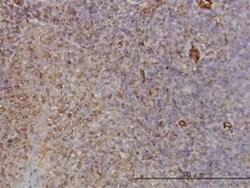 Novus Biologicals Protocadherin-8 Antibody (6A8), Novus Biologicals 0.1 mg | Buy Online | Novus Biologicals&trade; | Fisher Scientific