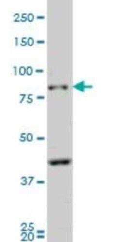 Protocadherin beta 10 Antibody (4C4), Novus Biologicals 0.1 mg | Buy Online | Novus Biologicals | Fisher Scientific