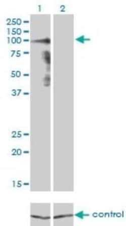Protocadherin gamma A8 Antibody (1C11), Novus Biologicals 0.1 mg | Buy Online | Novus Biologicals | Fisher Scientific