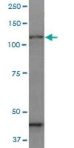 Protocadherin gamma C3 Antibody (1C4), Novus Biologicals 0.1 mg | Buy Online | Novus Biologicals | Fisher Scientific
