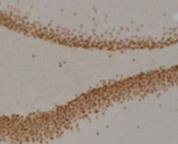 Prox1 Antibody (5G10) - Azide and BSA Free, Novus Biologicals 0.1 mL; Unconjugated:Antibodies,