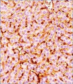 Prox1 Antibody (5G10) - Azide and BSA Free, Novus Biologicals 0.1 mL; Unconjugated:Antibodies,