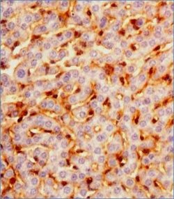 Prox1 Antibody (5G10) - Azide and BSA Free, Novus Biologicals 0.1 mL; Unconjugated:Antibodies,