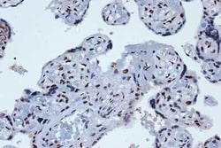 Prox1 Rabbit anti-Human, Mouse, Rat, Clone: 9I9A7, Novus Biologicals:Antibodies:Primary