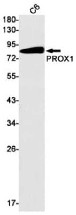 Prox1 Antibody (S02-8H5), Novus Biologicals 50 &mu;g | Buy Online | Novus Biologicals | Fisher Scientific