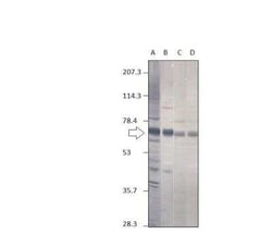 Punt Antibody, Novus Biologicals 100 &mu;g; Unconjugated:Antibodies, Polyclonal