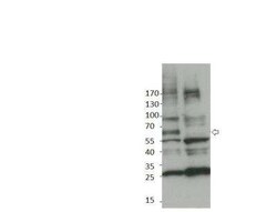 Punt Antibody, Novus Biologicals 100 &mu;g; Unconjugated:Antibodies, Polyclonal