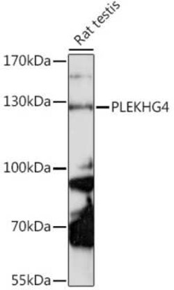 Puratrophin-1 Antibody - Azide and BSA Free, Novus Biologicals 0.1 mL;