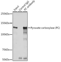 Pyruvate Carboxylase Antibody - BSA Free, Novus Biologicals:Antibodies:Primary