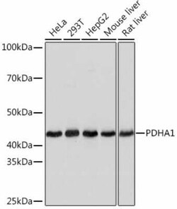 Pyruvate Dehydrogenase E1-alpha subunit Rabbit anti-Human, Mouse, Rat, Clone: 8Z4N6, Novus Biologicals 20 &mu;g | Buy Online | Novus Biologicals | Fisher Scientific