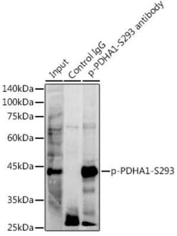 Pyruvate Dehydrogenase E1-alpha subunit Rabbit anti-Human, Mouse, Rat,