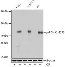 Pyruvate Dehydrogenase E1-alpha subunit Rabbit anti-Human, Mouse, Rat,
