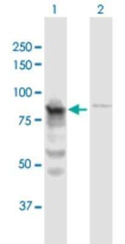 QARS Antibody, Novus Biologicals 0.05 mg | Buy Online | Novus Biologicals | Fisher Scientific