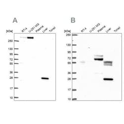 QDPR Antibody, Novus Biologicals:Antibodies:Primary Antibodies