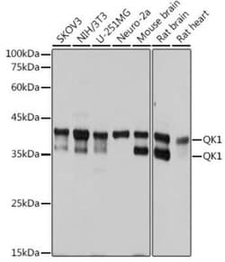QKI/Quaking Rabbit anti-Human, Mouse, Rat, Clone: 1D1N6, Novus Biologicals 100 &mu;g | Buy Online | Novus Biologicals | Fisher Scientific