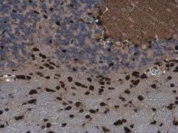 QKI/Quaking Antibody (GT2612), Novus Biologicals 100 &mu;g; Unconjugated:Antibodies,