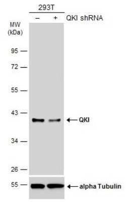 QKI/Quaking Antibody (GT2612), Novus Biologicals 100 &mu;g; Unconjugated:Antibodies,