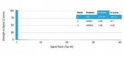 QKI/Quaking Antibody (PCRP-QKI-2F10) - Azide and BSA Free, Novus Biologicals