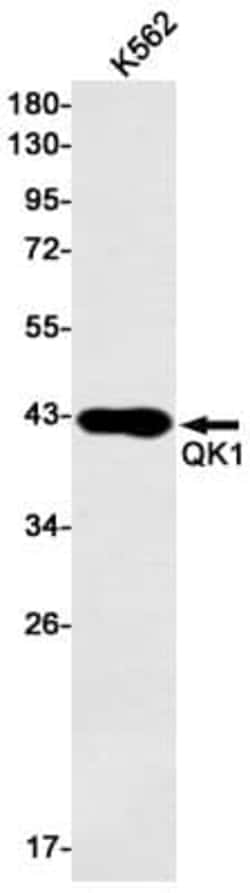 QKI/Quaking Antibody (S01-3F7), Novus Biologicals 50 &mu;g; Unconjugated:Antibodies,
