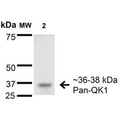QKI/Quaking Antibody (S147-6) - Pan Specific, Novus Biologicals 0.1 mg;