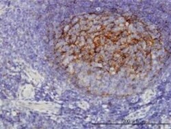 QPRT Antibody (5D11), Novus Biologicals 0.1 mg | Buy Online | Novus Biologicals | Fisher Scientific