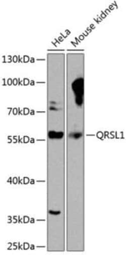 QRSL Antibody - BSA Free, Novus Biologicals 0.1 mL; Unconjugated:Antibodies,