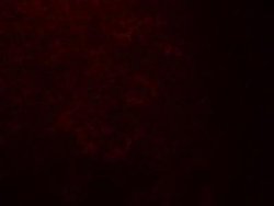 QSOX1/Quiescin Q6 Antibody - BSA Free, Novus Biologicals 0.1 mg; Unconjugated:Antibodies,