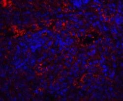 QSOX1/Quiescin Q6 Antibody - BSA Free, Novus Biologicals 0.1 mg; Unconjugated:Antibodies,