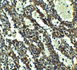 QSOX1/Quiescin Q6 Antibody - BSA Free, Novus Biologicals 0.1 mg; Unconjugated:Antibodies,