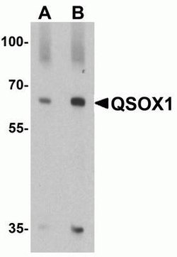 QSOX1/Quiescin Q6 Antibody - BSA Free, Novus Biologicals 0.1 mg; Unconjugated:Antibodies,