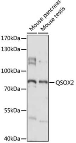 QSOX2 Antibody - Azide and BSA Free, Novus Biologicals:Antibodies:Primary