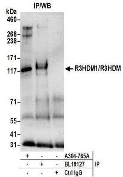 R3HDM1 Antibody, Novus Biologicals 100 &mu;g; Unconjugated:Antibodies,