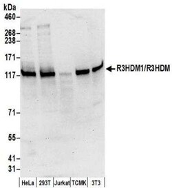R3HDM1 Antibody, Novus Biologicals 100 &mu;g; Unconjugated:Antibodies,