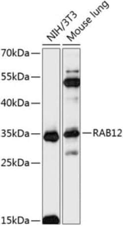 RAB12 Antibody - Azide and BSA Free, Novus Biologicals:Antibodies:Primary