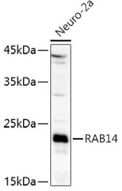 RAB14 Antibody - Azide and BSA Free, Novus Biologicals 0.1 mL, Unconjugated:Antibodies,