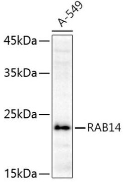 RAB14 Antibody - Azide and BSA Free, Novus Biologicals 0.1 mL, Unconjugated:Antibodies,