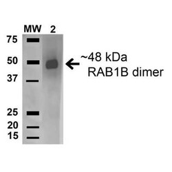 RAB1B Antibody, Novus Biologicals 100 &mu;g | Buy Online | Novus Biologicals | Fisher Scientific