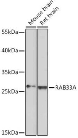 RAB33A Rabbit anti-Mouse, Rat, Polyclonal, Novus Biologicals 100 &mu;g;