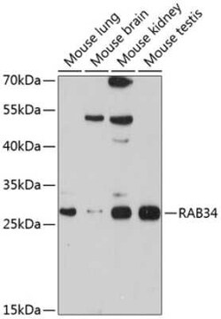 RAB34 Antibody - BSA Free, Novus Biologicals 0.02 mL, Unconjugated:Antibodies,