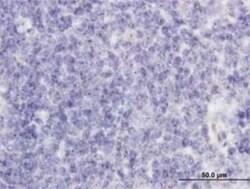 RAB36 Antibody (6A6), Novus Biologicals 50 &mu;g | Buy Online | Novus Biologicals | Fisher Scientific