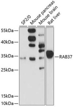 RAB37 Antibody - Azide and BSA Free, Novus Biologicals:Antibodies:Primary