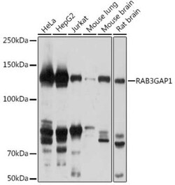 RAB3GAP1 Rabbit anti-Human, Mouse, Rat, Polyclonal, Novus Biologicals 100 &mu;g | Buy Online | Novus Biologicals | Fisher Scientific