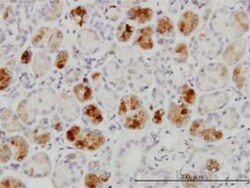 RAB43 Antibody (5G4), Novus Biologicals 0.1 mg; Unconjugated:Antibodies,