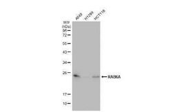 RAB6A Antibody (HL1047), Novus Biologicals 100 &mu;g | Buy Online | Novus Biologicals | Fisher Scientific