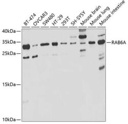 RAB6A Antibody - BSA Free, Novus Biologicals 0.02 mL; Unconjugated:Antibodies,