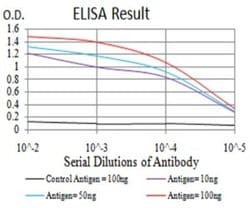 RAB6B Antibody (6D12E4) - BSA Free, Novus Biologicals:Antibodies:Primary