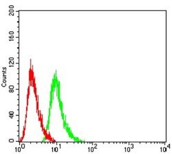 RAB6B Antibody (6D12E4) - BSA Free, Novus Biologicals:Antibodies:Primary