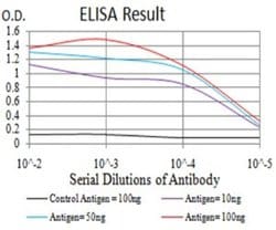 RAB6B Antibody (6D12G9) - BSA Free, Novus Biologicals 0.1 ml; Unconjugated:Antibodies,